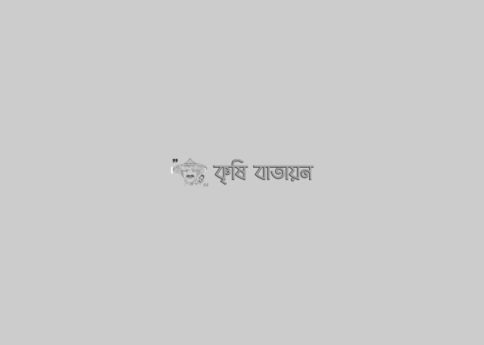 লালমনিরহাট জেলায় চা চাষের অপার সম্ভাবনা